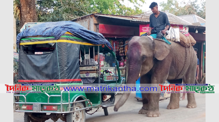 গোয়ালন্দে হাতি দিয়ে চাঁদাবাজিতে দোকানী-চালকদের বিরক্তি প্রকাশ